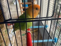Perchoir pour petits oiseaux — photo 1