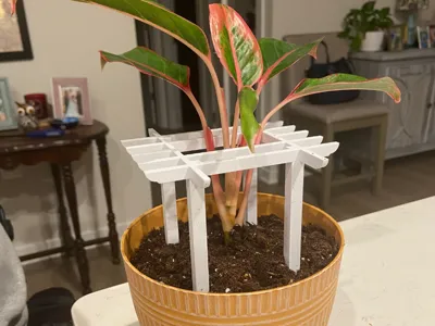 House Plant Pergola