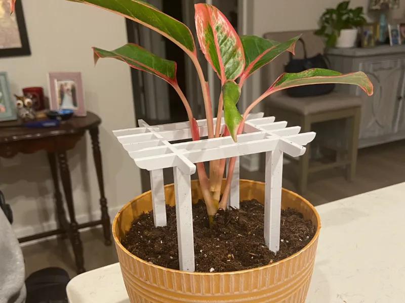 House Plant Pergola