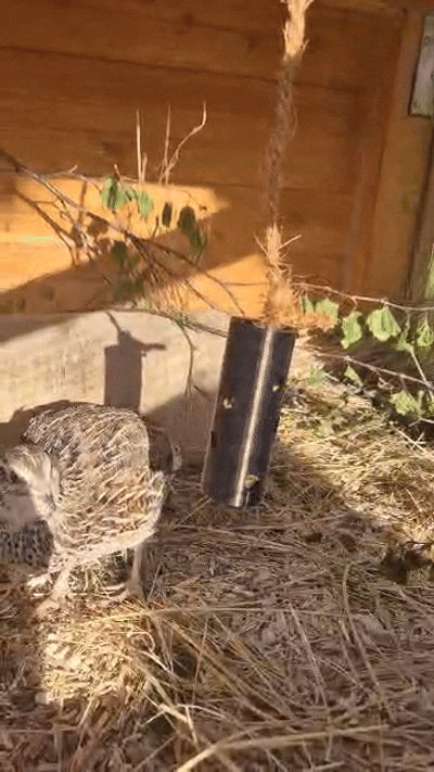 Quail Treat Feeder | Hanging Dispenser