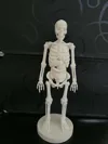 Anatomical Skeleton Figure normal size