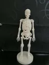 Anatomical Skeleton Figure big size.