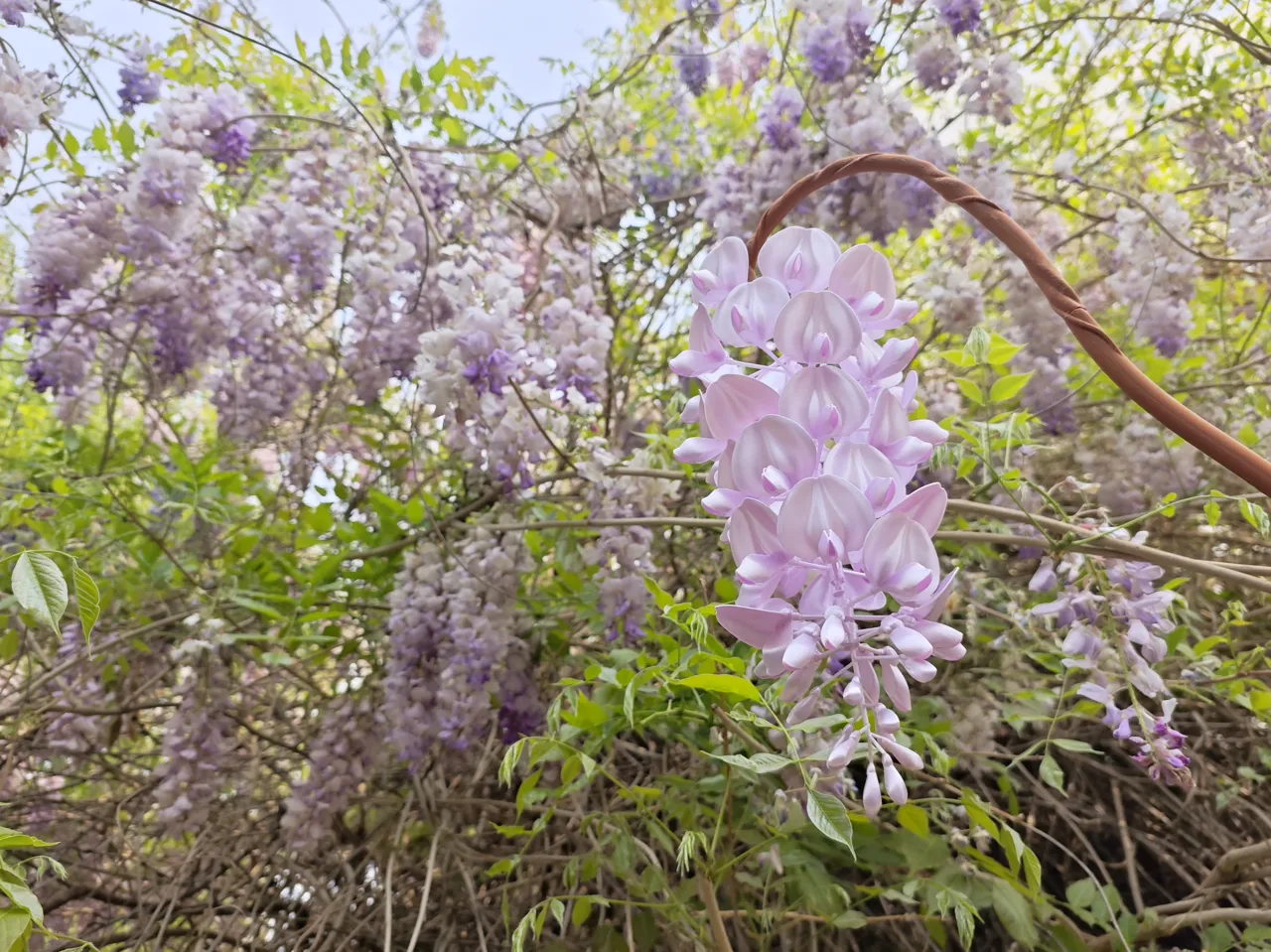紫藤花 view 2