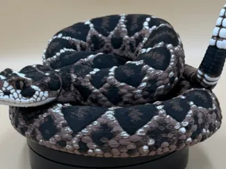 snake on a hat