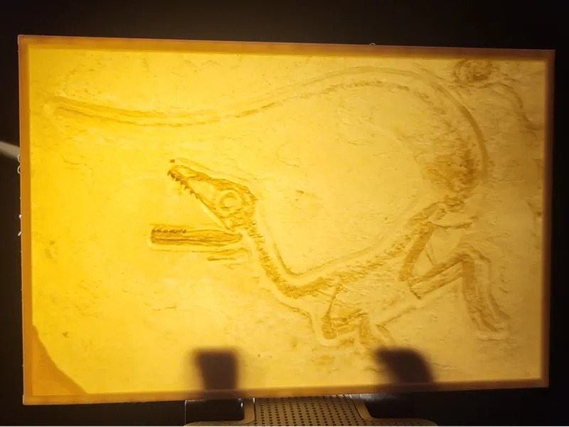 Sciurumimus Dinosaur Fossil Lithophane