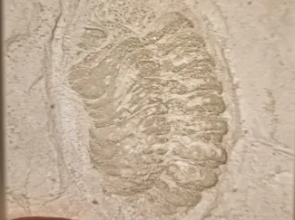 Trilobite fossil from Black Cat Mountain, OK