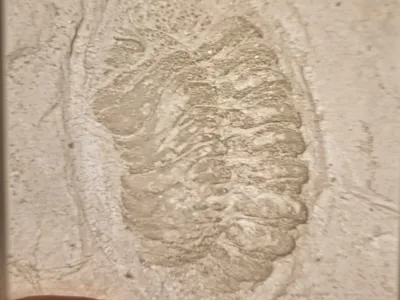 Trilobite fossil from Black Cat Mountain, OK