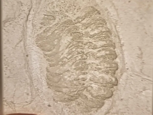 Trilobite fossil from Black Cat Mountain, OK