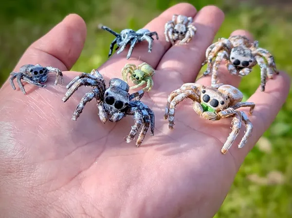 https://makerworld.bblmw.com/makerworld/model/US451d55e1b1dbb/design/2025-11-02_b30eb2e5dc1cb.webp