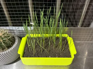 猫草土培盆