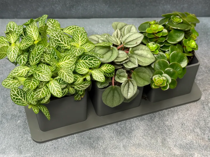 Triple Mini Plant Pots