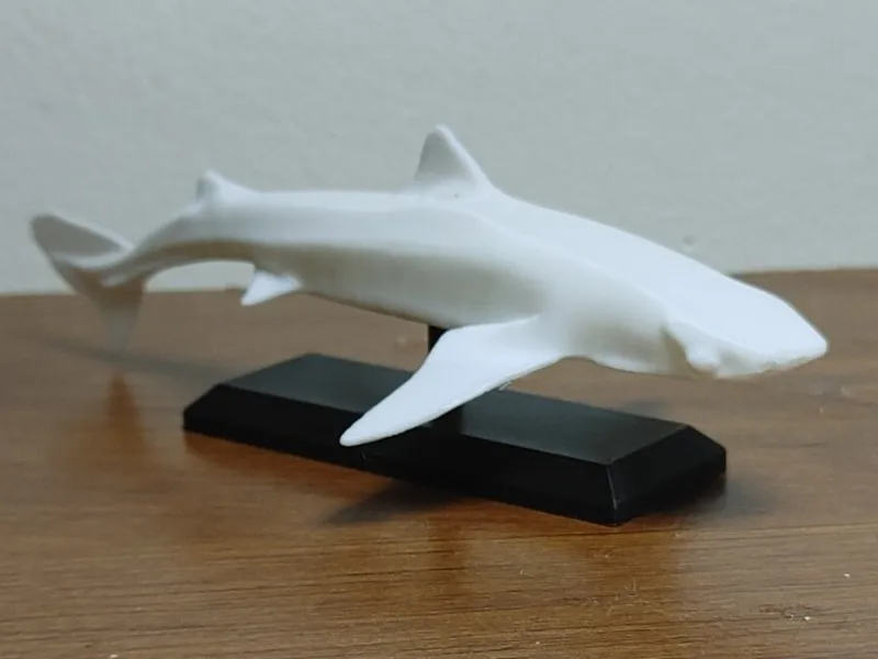Dogfish Shark Mount