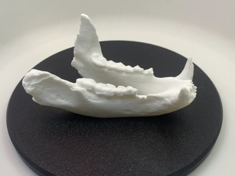 Bear Jaw Bone