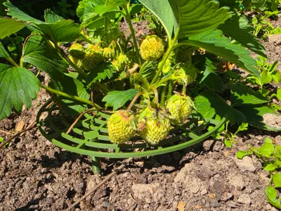 Strawberry Support - Save Them From The Dirt!