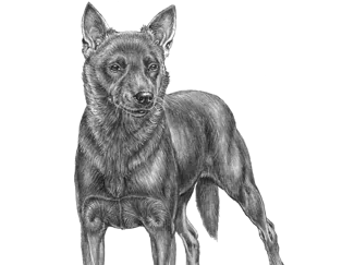 Kelpie dog