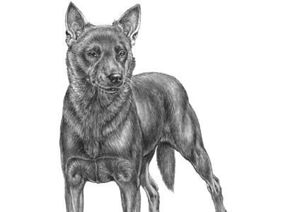 Kelpie dog