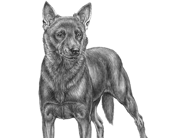 Kelpie dog