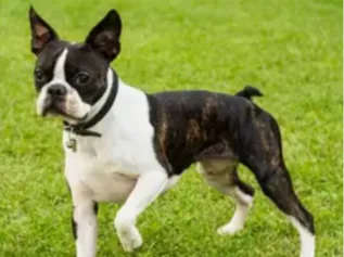 boston terrier