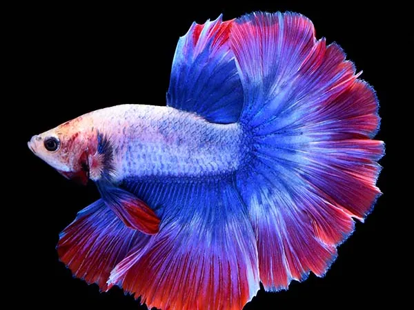 betta fish