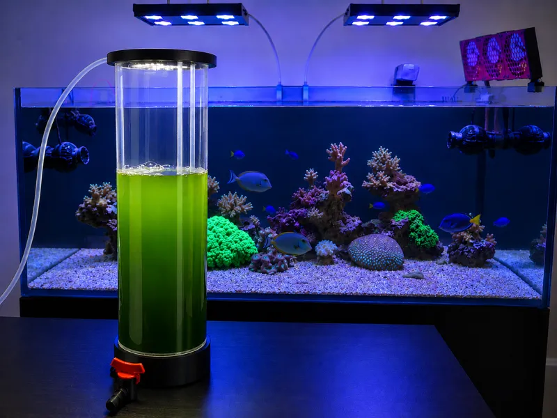 Reactor Fitoplancton