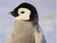 Flexi penguin
