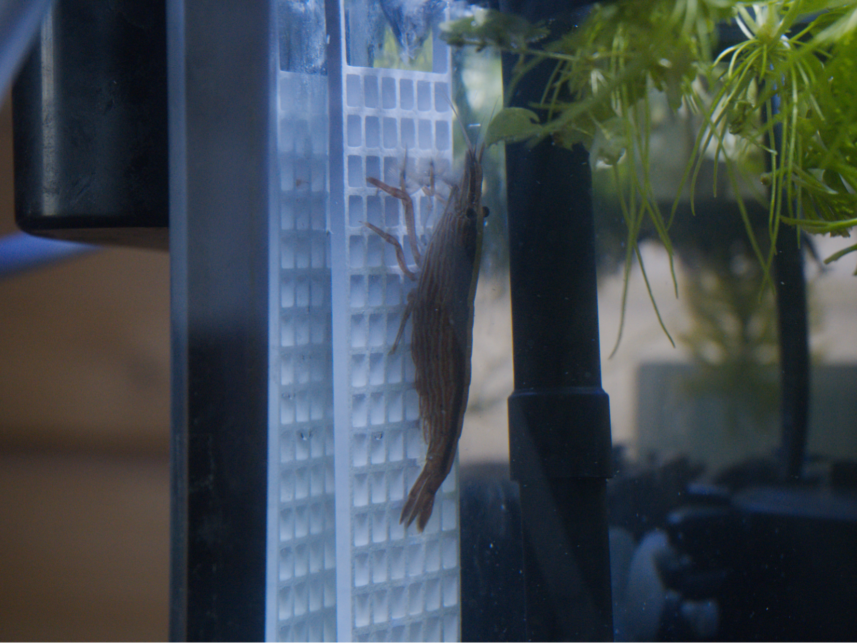 Shrimp Flow Assist Platform (Glass Hook)