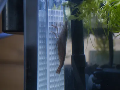Shrimp Flow Assist Platform (Glass Hook)