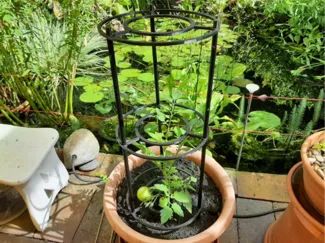 Plant Support (screwed)