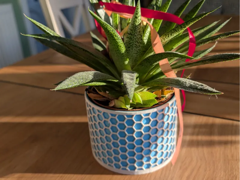 The Two-Tone Hexagon: Stylish Hex Plant Pot