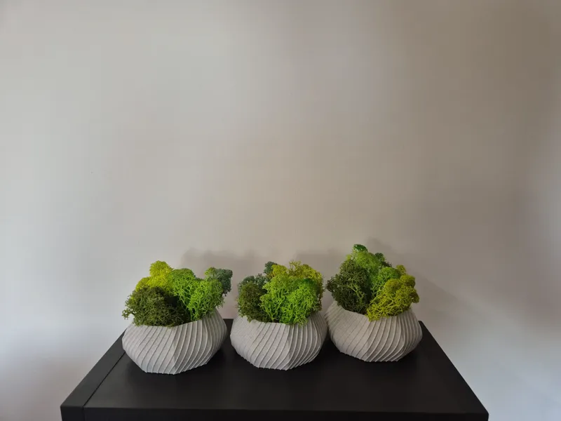 Small modern geometric pot for Reindeer Moss