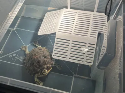 Basking Platform for Turtles – IKEA SAMLA