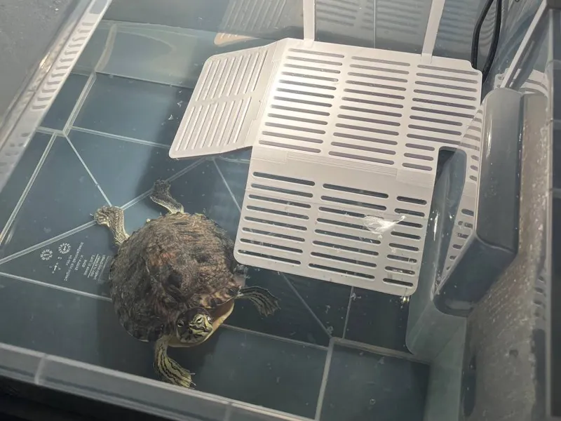 Basking Platform for Turtles – IKEA SAMLA