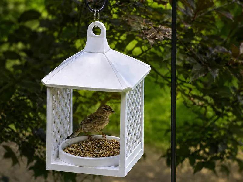 Support-Free Hanging Lantern Bird Feeder