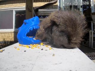 The Shark Attack Squirrel Feeder