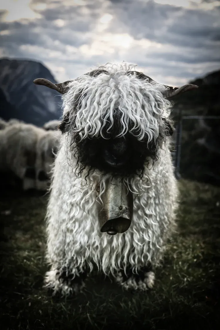 Blacknose sheep - Walliser Schwaznasenschaf - Schweiz
