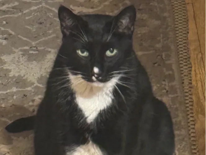 cat