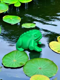 Grenouille à percussion — photo 10