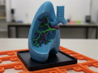 Gridfinity Anatomical Lung Model (Multi-Color/AMS)