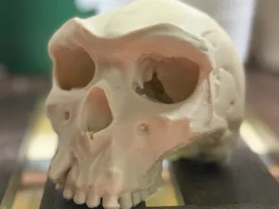 Broken Hill 1 Skull - Mesolithic Neanderthal
