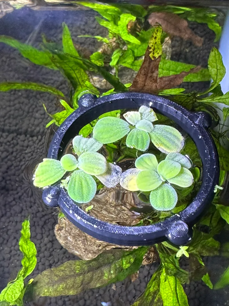 Fish Feeding Ring