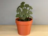 Clover Plant