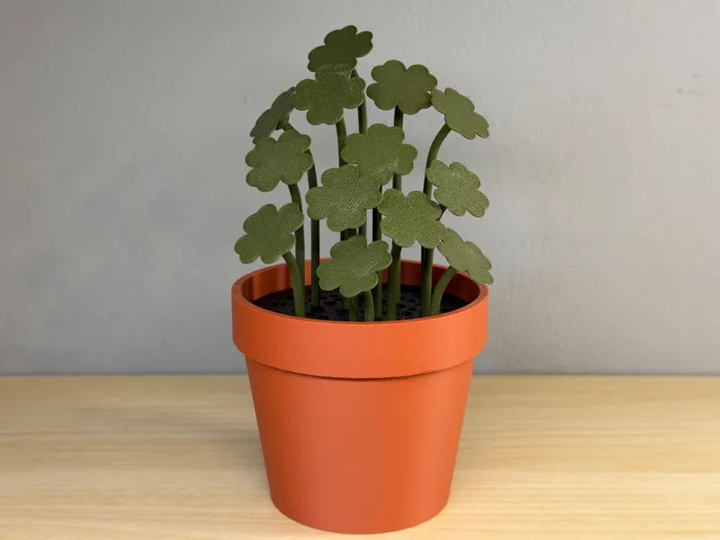 Clover Plant