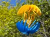 0.2mm layer, 2 walls, 15% infill, two plate yellow and blue