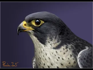 Peregrine Falcon KeyChain