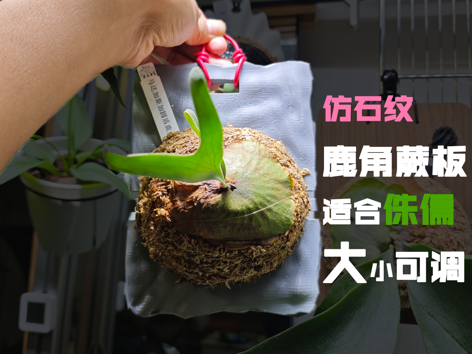 仿石头机理鹿角蕨板
