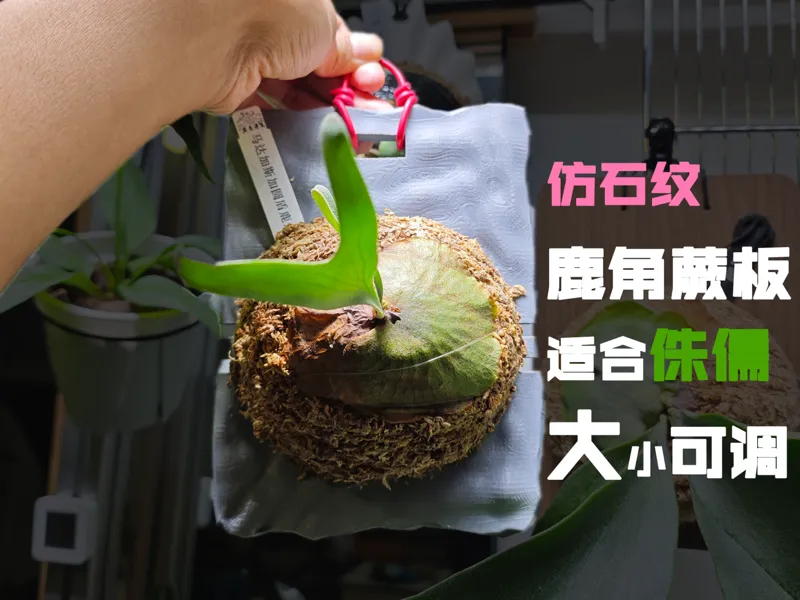 仿石头机理鹿角蕨板