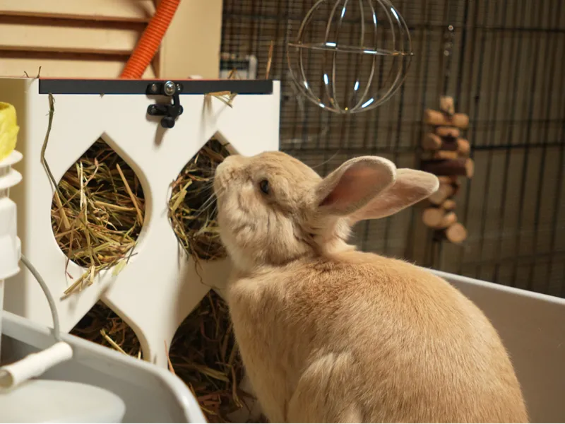 Ultimate Bunny Hay Feeder