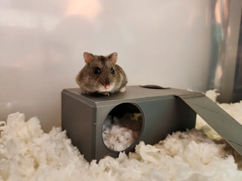 Hamster House