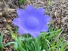 Blume