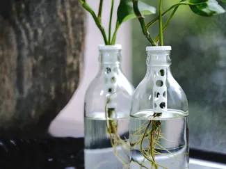 CHANG泰象 苏打水瓶 水培种植篮